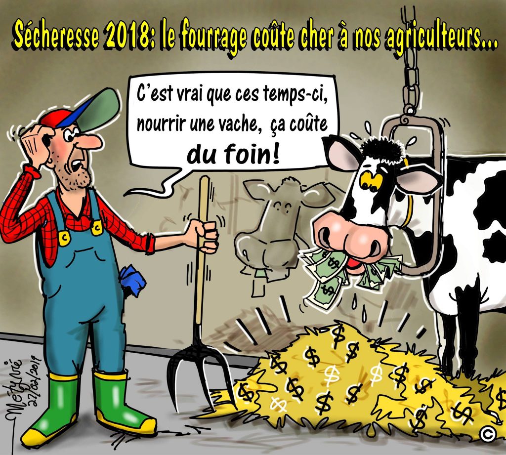 Dans la mire de Métyvié… la rareté et le prix exorbitant du fourrage